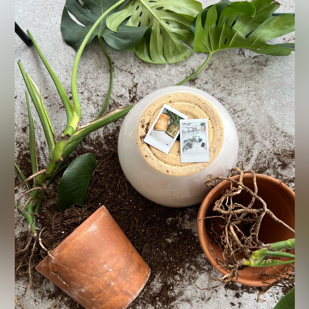 Plant Welcome Post!! 🪴🌱 - Picture 3 of 12